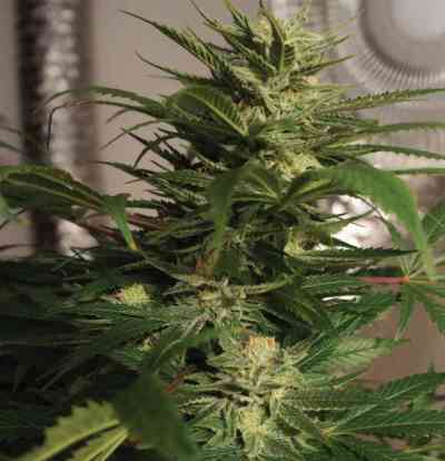 Skunkage > T.H. Seeds | Graines Normal  |  Hybride